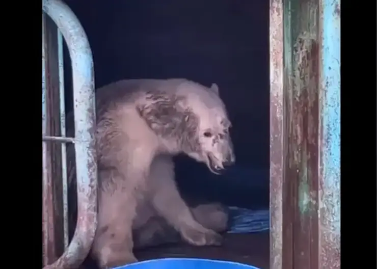 Раненую медведицу с острова Диксон отправят в Москву