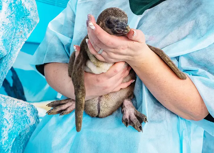 В Красноярске выбрали имя 4-месячному пингвиненку из «Роева Ручья»