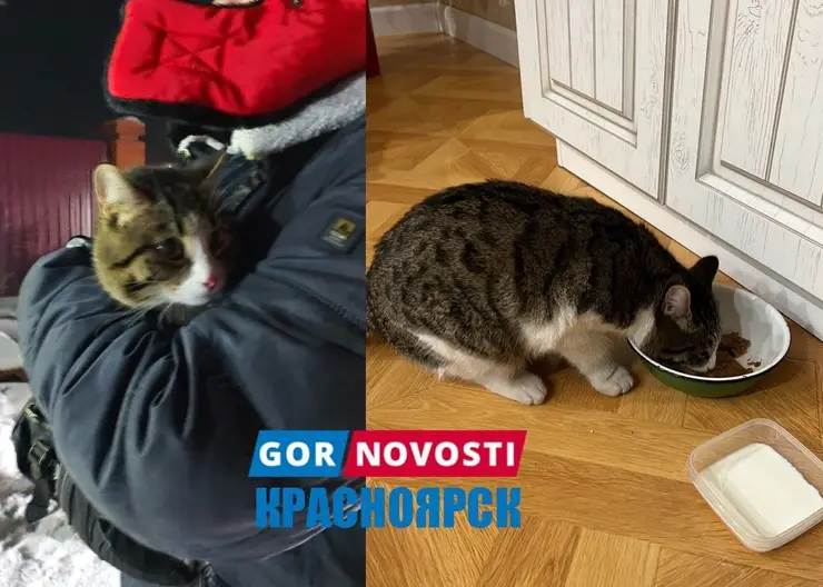 Жители деревни под Красноярском спасли просидевшего три дня на столбе кота