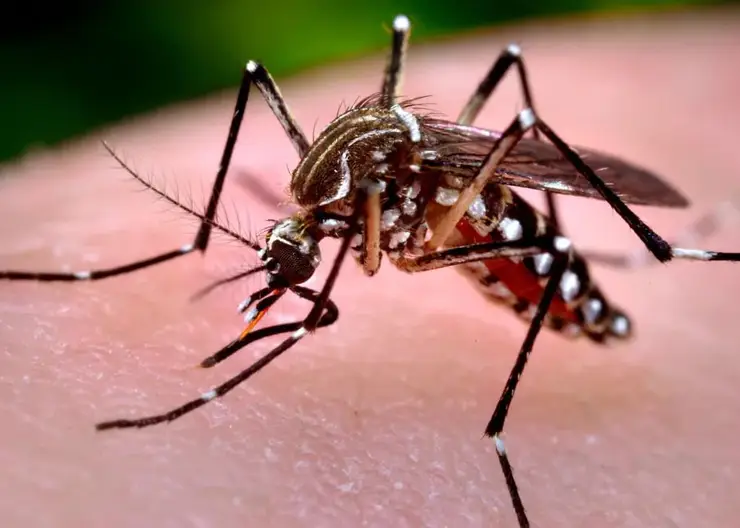 Красноярцам рассказали о мерах профилактики малярии