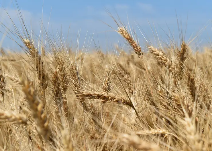 Красноярские учёные создают новые сорта зерновых и бобовых культур