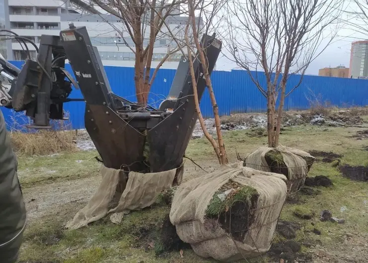 В Красноярске на улице Молокова пересадят деревья из-за строительства станции метро