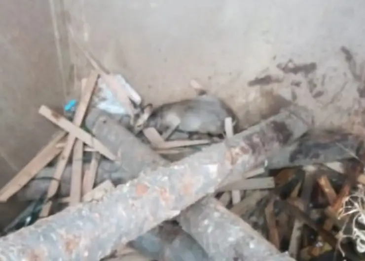 В Лесосибирске спасатели вытащили косулю из бункера